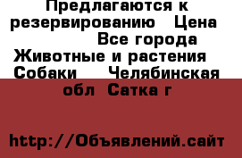 Предлагаются к резервированию › Цена ­ 16 000 - Все города Животные и растения » Собаки   . Челябинская обл.,Сатка г.